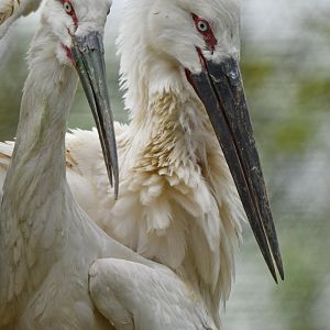 Oriental stork (Ciconia orientalis)