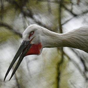 Oriental stork (Ciconia orientalis)