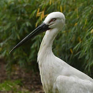 Oriental stork (Ciconia orientalis)