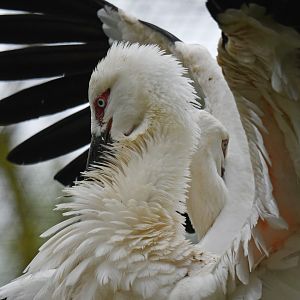 Oriental stork (Ciconia orientalis)