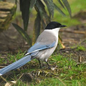 Azure-winged magpie (Cyanopica cyanus)