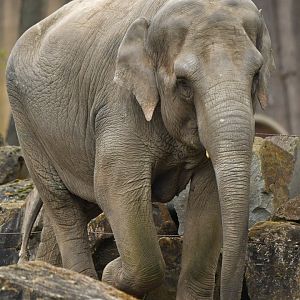 Asian elephant (Elephas maximus)
