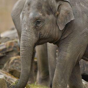 Asian elephant (Elephas maximus)