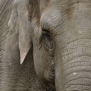 Asian elephant (Elephas maximus)