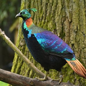 Himalayan monal (Lophophorus impejanus)