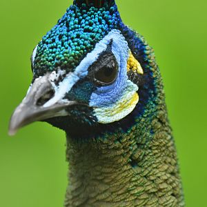 Green peafowl (Pavo muticus)
