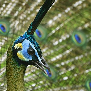 Green peafowl (Pavo muticus)