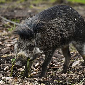 Visayan warty pig (Sus cebifrons)