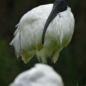 Black-headed ibis (Threskiornis melanocephalus)