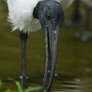 Black-headed ibis (Threskiornis melanocephalus)
