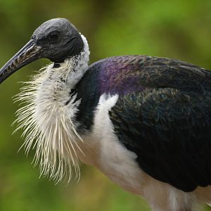 Straw-necked ibis (Threskiornis spinicollis)