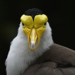 Masked Lapwing (Vanellus miles)