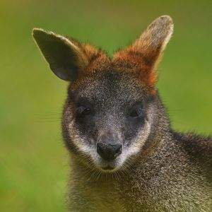 Swamp wallaby (Wallabia bicolor)