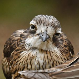 Bush Stone-curlew (Burhinus grallarius)