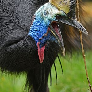 Southern cassowary (Casuarius casuarius)