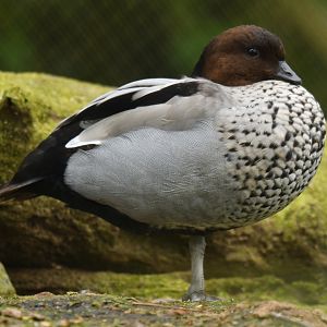 Maned Duck - Chenonetta jubata