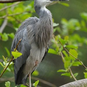 White-faced heron (Egretta novaehollandiae)
