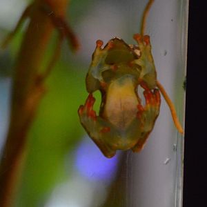 Hyperolius riggenbachi