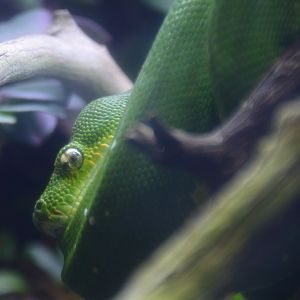 Morelia viridis