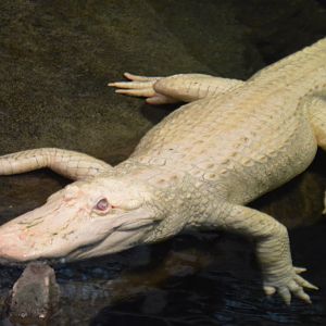 Alligator mississippiensis (Claude)