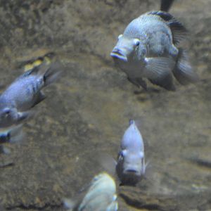 Herichthys cyanoguttatus