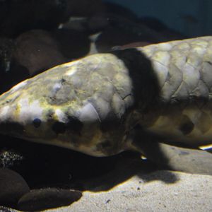 Neoceratodus forsteri (Methuselah)