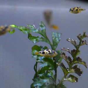 Carinotetraodon travancoricus