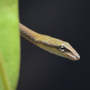 Ahaetulla fronticincta