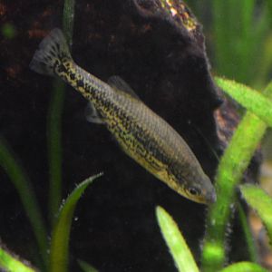Ameca splendens