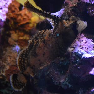 Nautichthys oculofasciatus