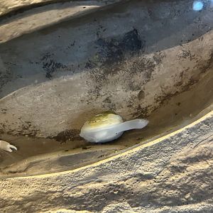 Clam ID?