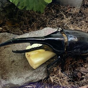New Insectarium- Hercules Beetle