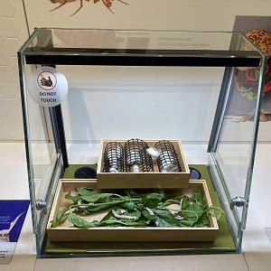 New Insectarium- Domestic Silk Worm Moth Exhibit