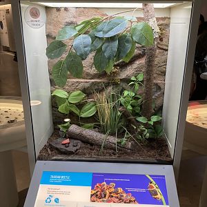 New Insectarium- Taxicab Beetle Exhibit