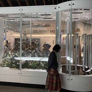 New Insectarium- Part of Leaf Cutter Ant Display