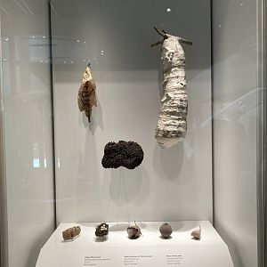 New Insectarium- Structures Built by Insects