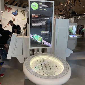 New Insectarium- Beetle Examples