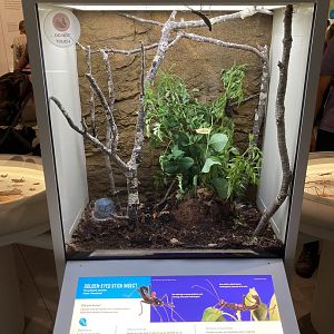 New Insectarium- Golden Eyed Stick Insect Exhibit