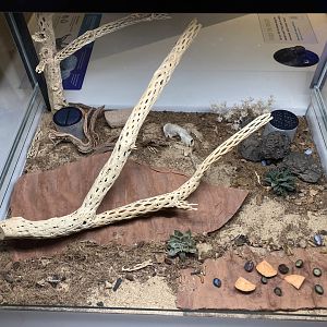 New Insectarium- Blue Death Feigning Beetle Exhibit