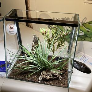New Insectarium- Red Spotted Assassin Bug Exhibit