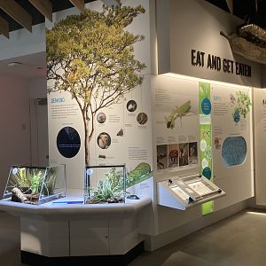 New Insectarium- Wall Example