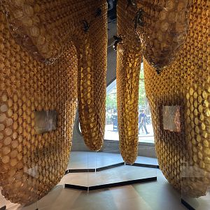 New Insectarium- Giant Honeycomb