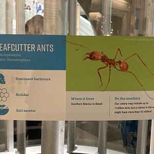New Insectarium- Leaf Cutter Ant Signage