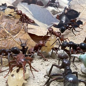 New Insectarium- Ant Diorama