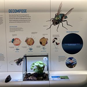 New Insectarium- Wall Example