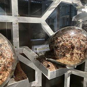 New Insectarium- Leaf Cutter Ant Fungal Chamber Example