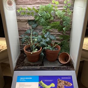 New Insectarium- Tobacco Hornworm Exhibit