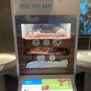 New Insectarium- Honeypot Ant Exhibit