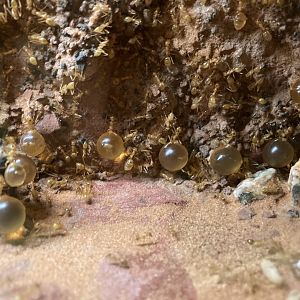 New Insectarium- Honeypot Ants