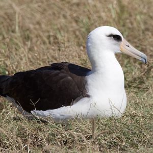 Laysan Albatross/ Phoebastria immutabilis